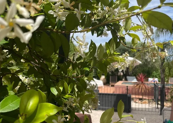 Provencale 4 Etoiles - Piscine & Jardin Zen